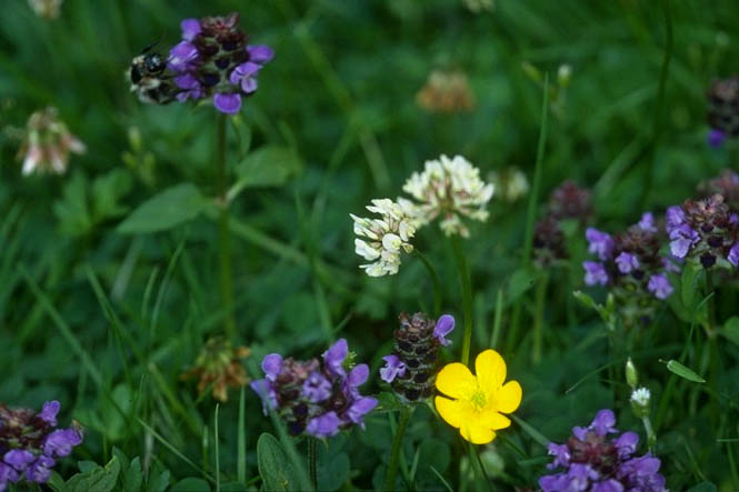 Bltenreiche Blumenwiese